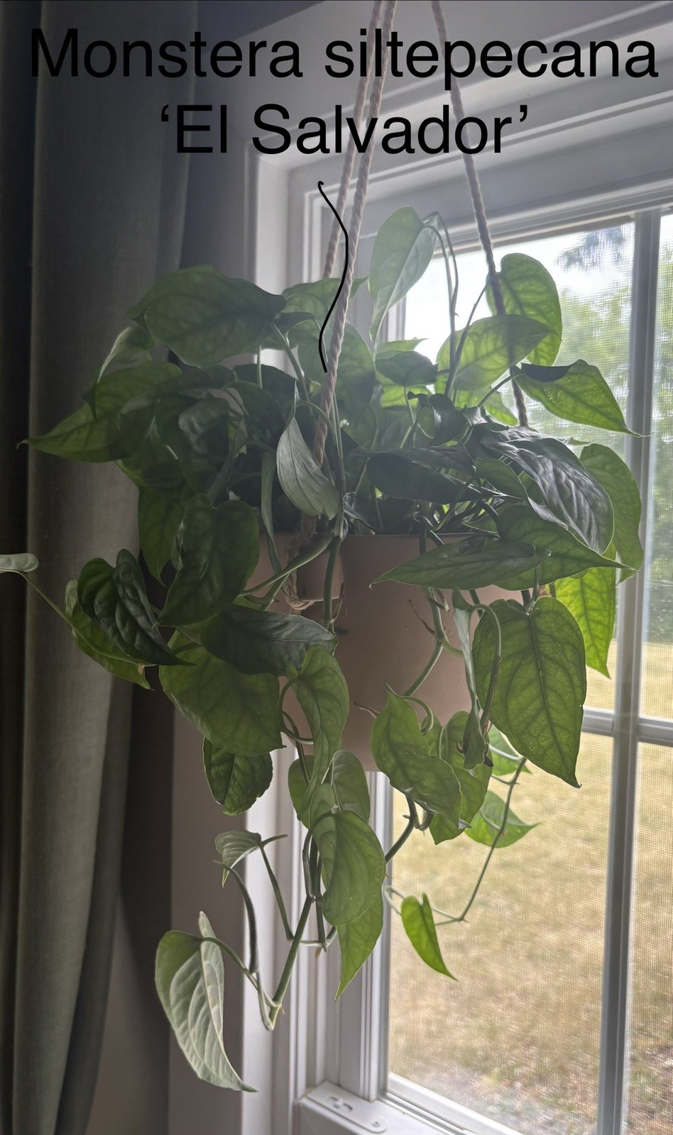 Rare Aroid Node Cuttings! Monstera 🌿 Epipremnum 🍃 Pothos – You Get 8 Types!