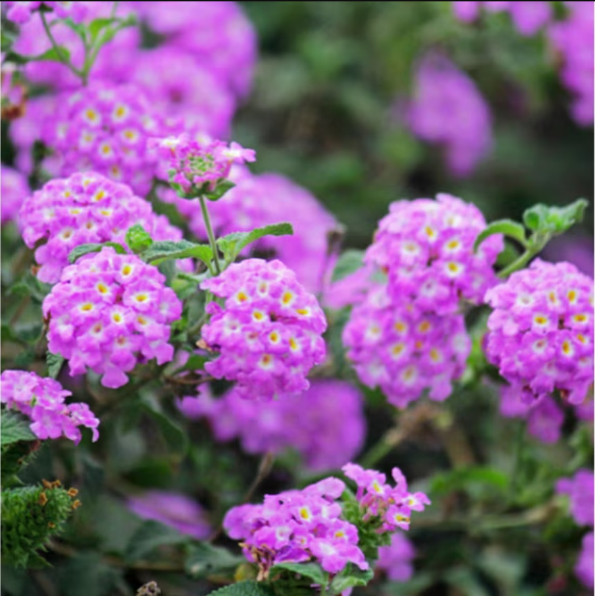 Lantana Purple Live Plant for Planting Lantana Plants Live, 4-6″Tall Ship No Pot