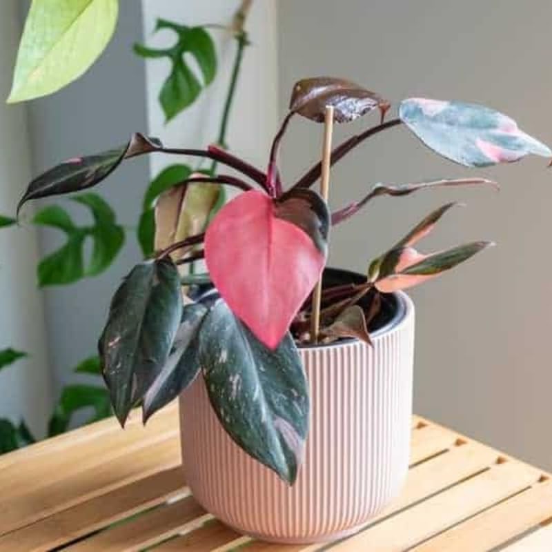 White Princess Philodendron Live Plant 5-8 Inch Tall, Rare Variegated Home