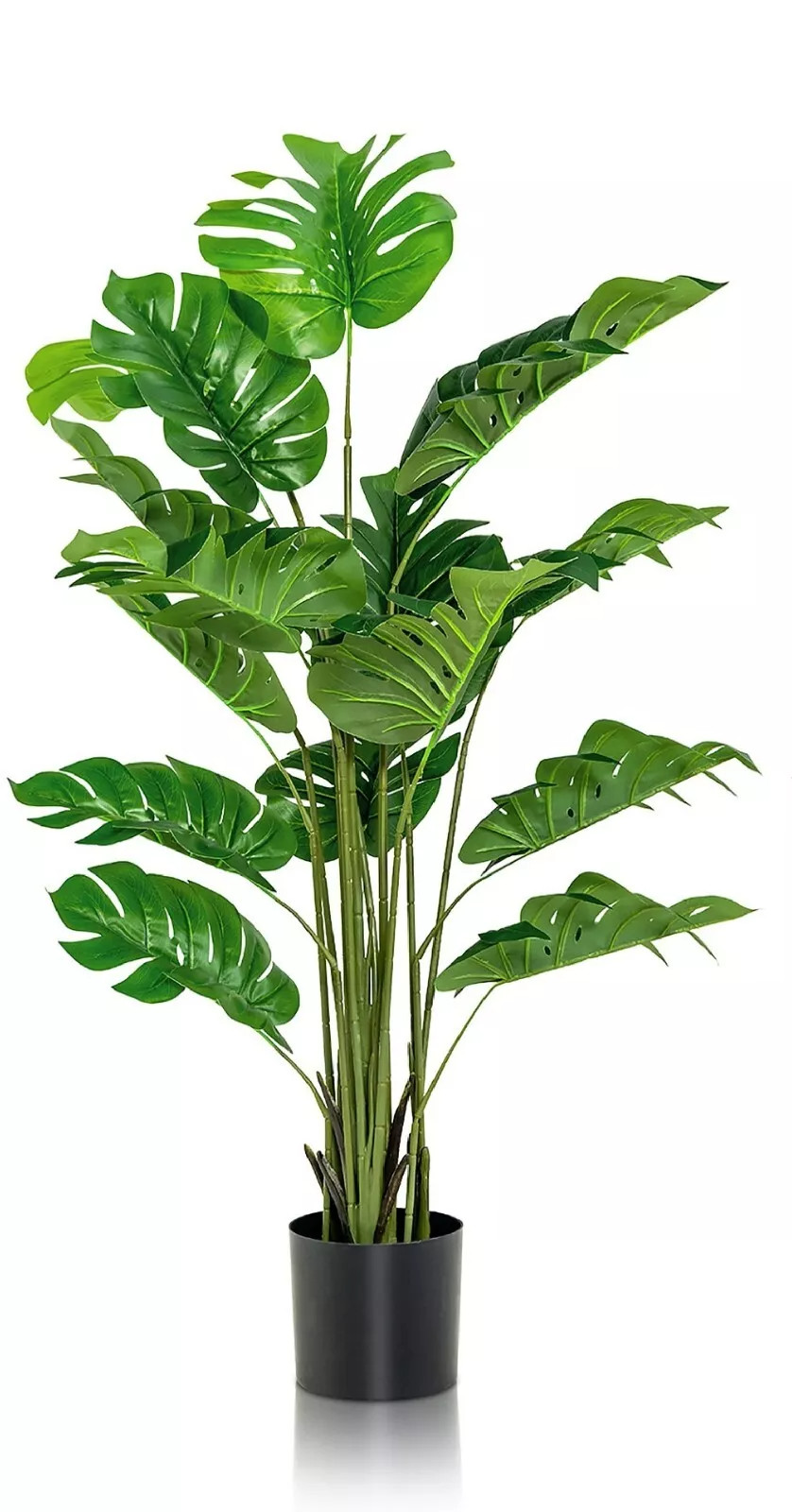 Split Leaf Philodendron {Philodendron selloum} 10 SEEDS USA POST