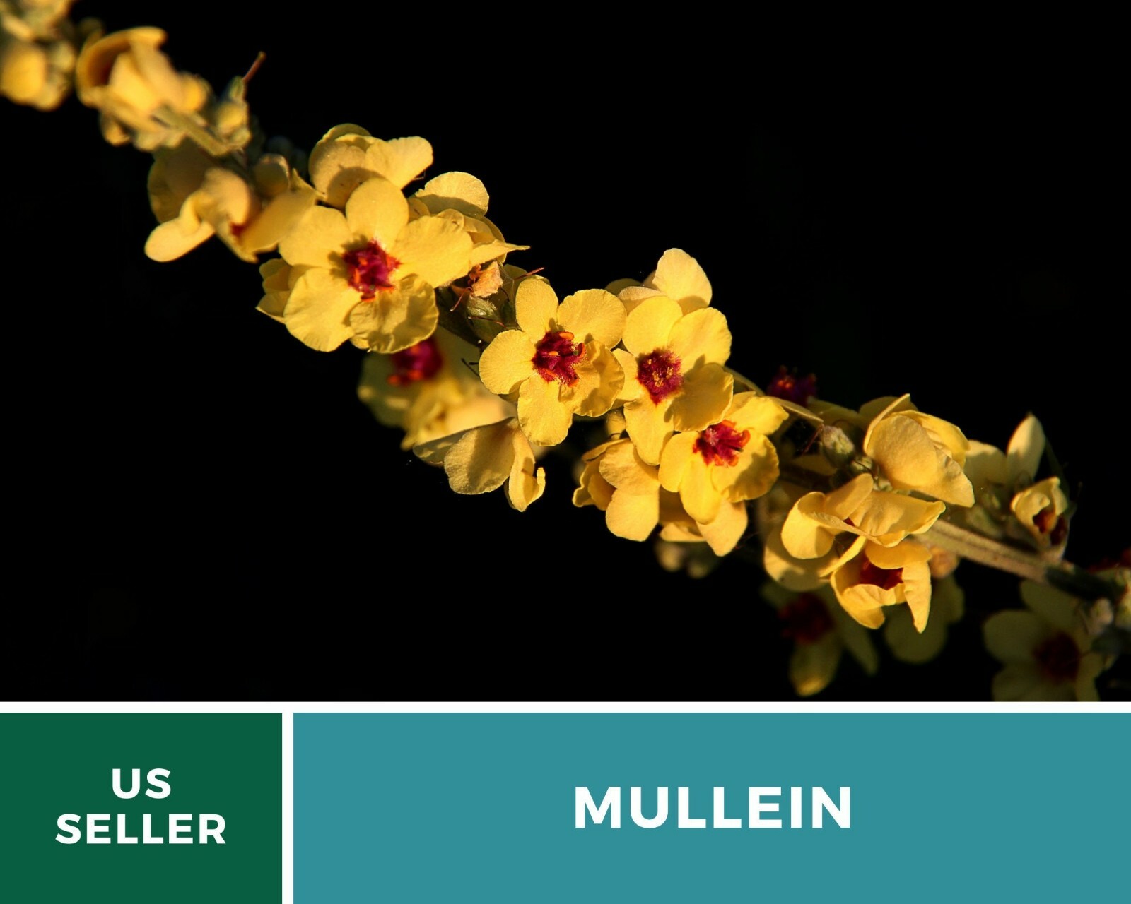 Mullein, Common – Heirloom Seeds – Medicinal Herb Seeds – Non-GMO (Verbascum tha