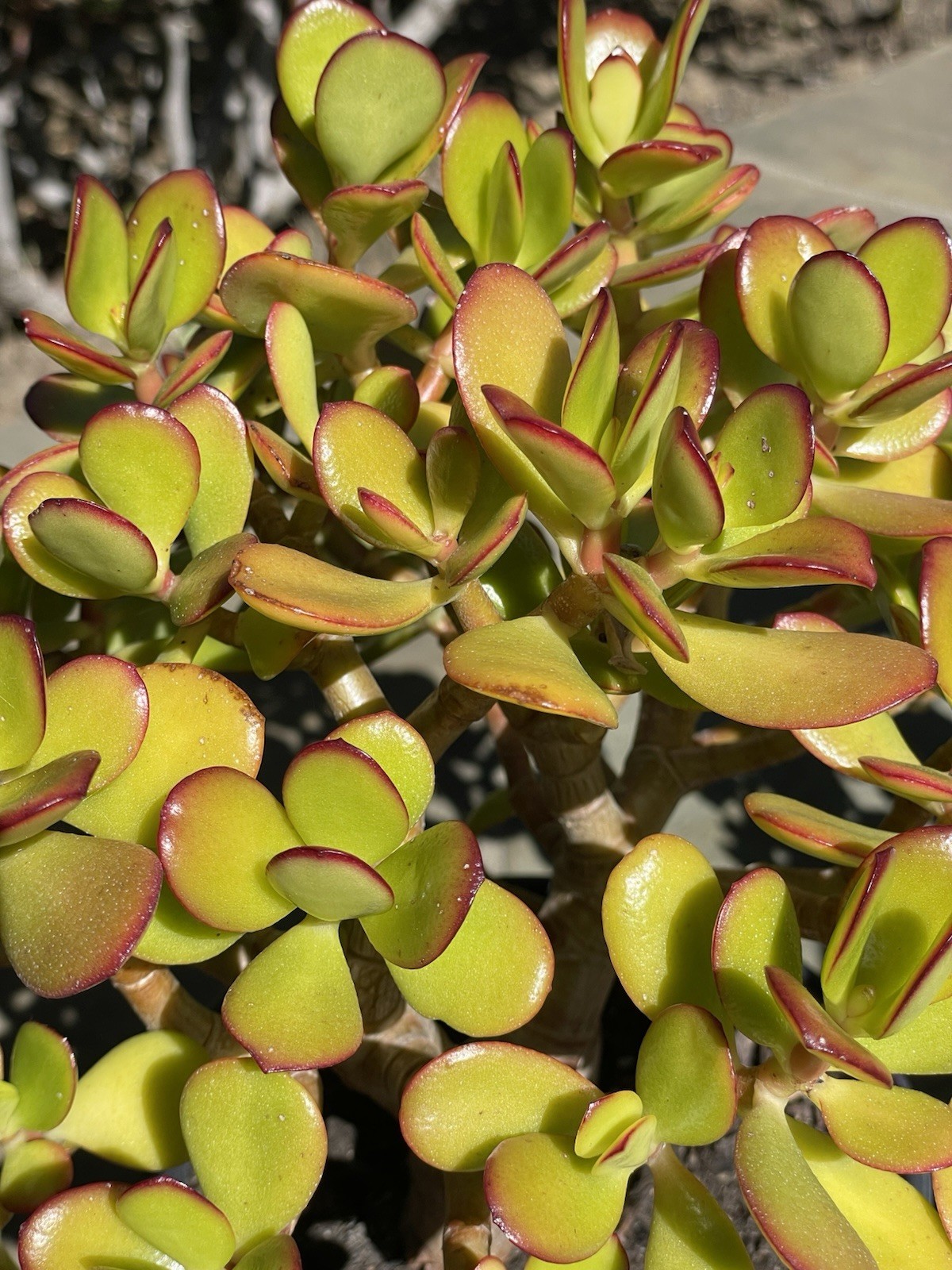 Crassula Ovata Jade Plant Rare Succulent Easy Care Live Plant 1-Cutting 2-3″