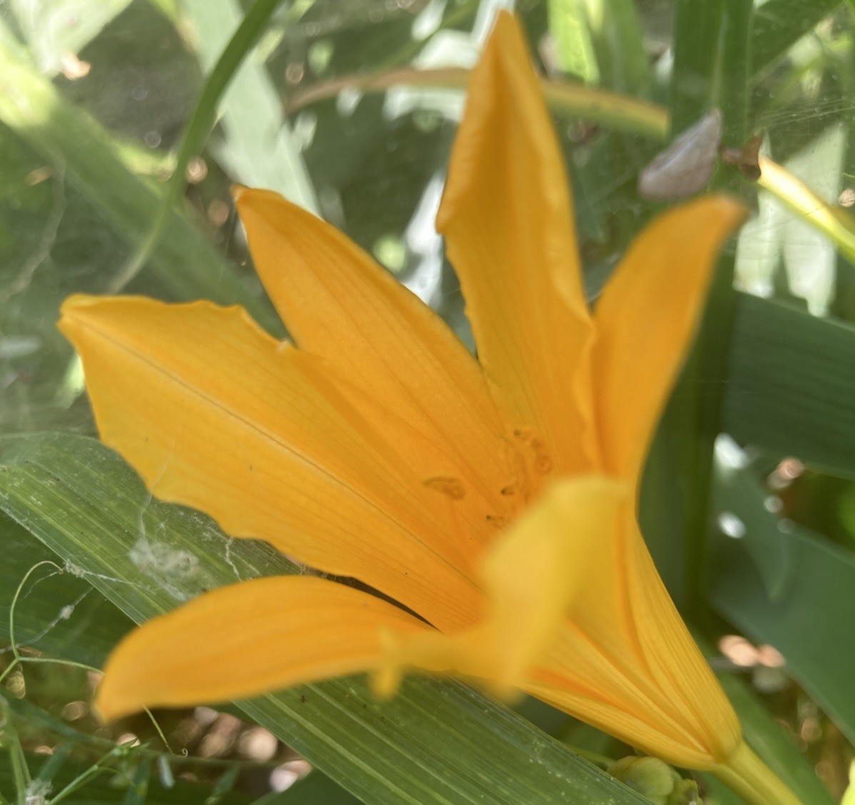 4 Bulbs Stunning Deep Yellow Day Lilly Bare Root Perennial Bulbs Only
