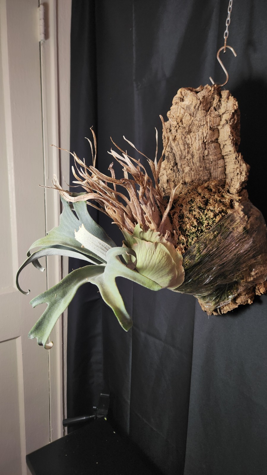 LARGE Auburn River Platycerium Veitchii Mother Plant On Cork Mount