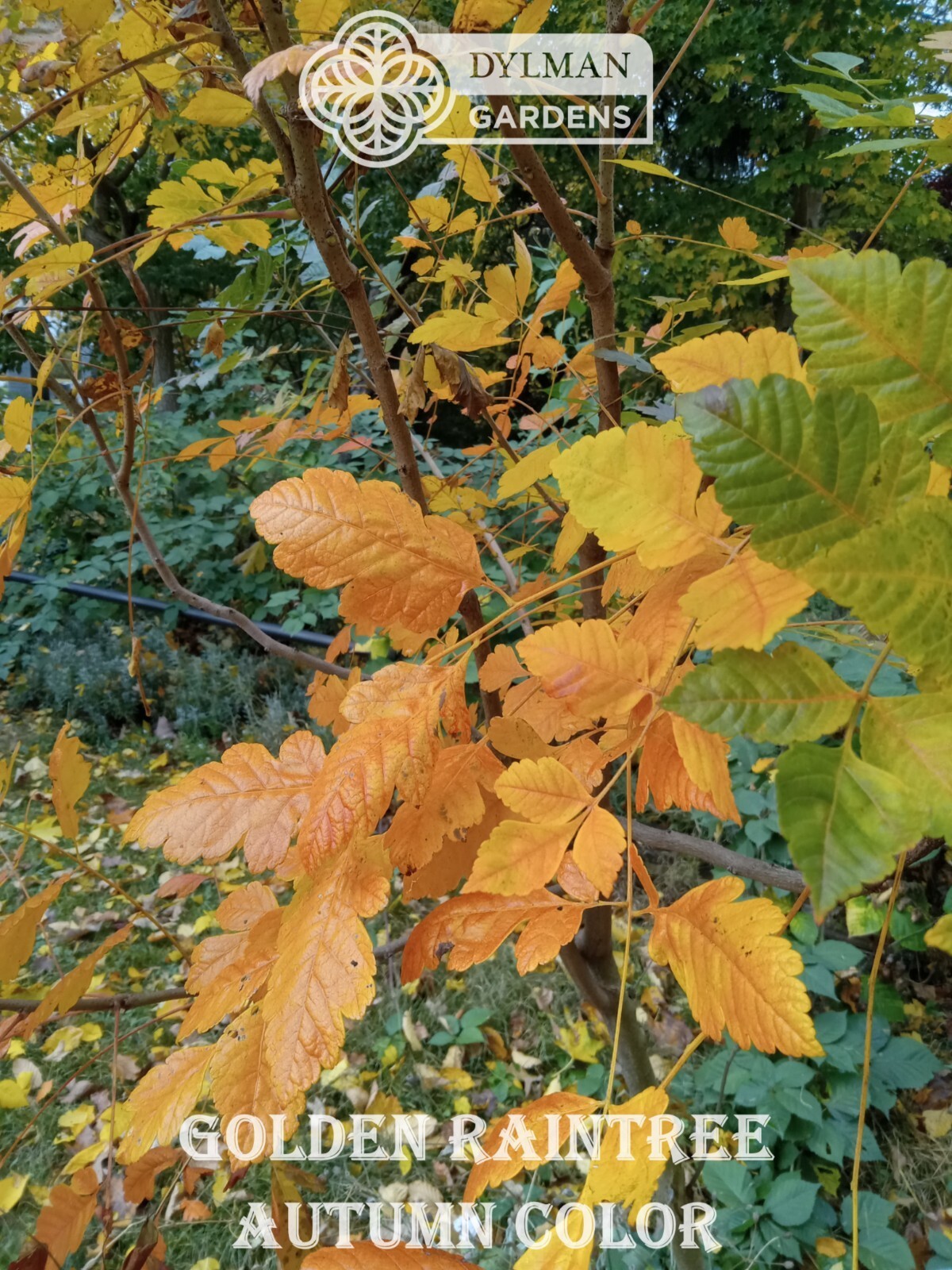 Golden Rain Tree (Koelreuteria paniculata) Bee-friendly Tree – Multiple Sizes