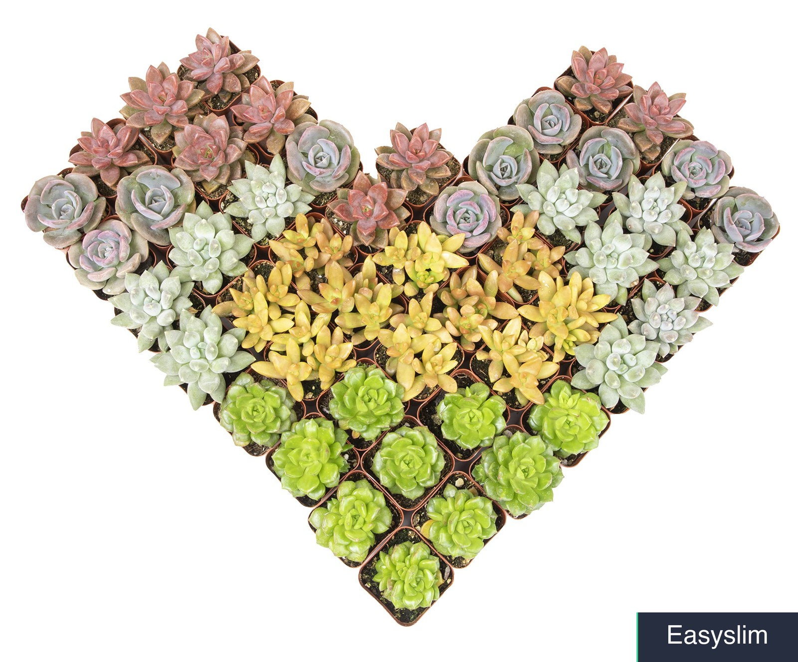 Live Succulent Plants 50 Pack 2 Inch Pots Assorted Colors Shapes