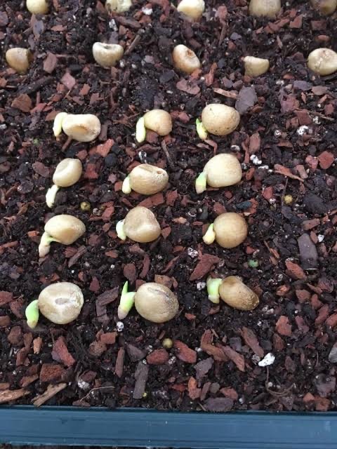 Yellow Clivia Seeds for Sale (7 fresh seeds)