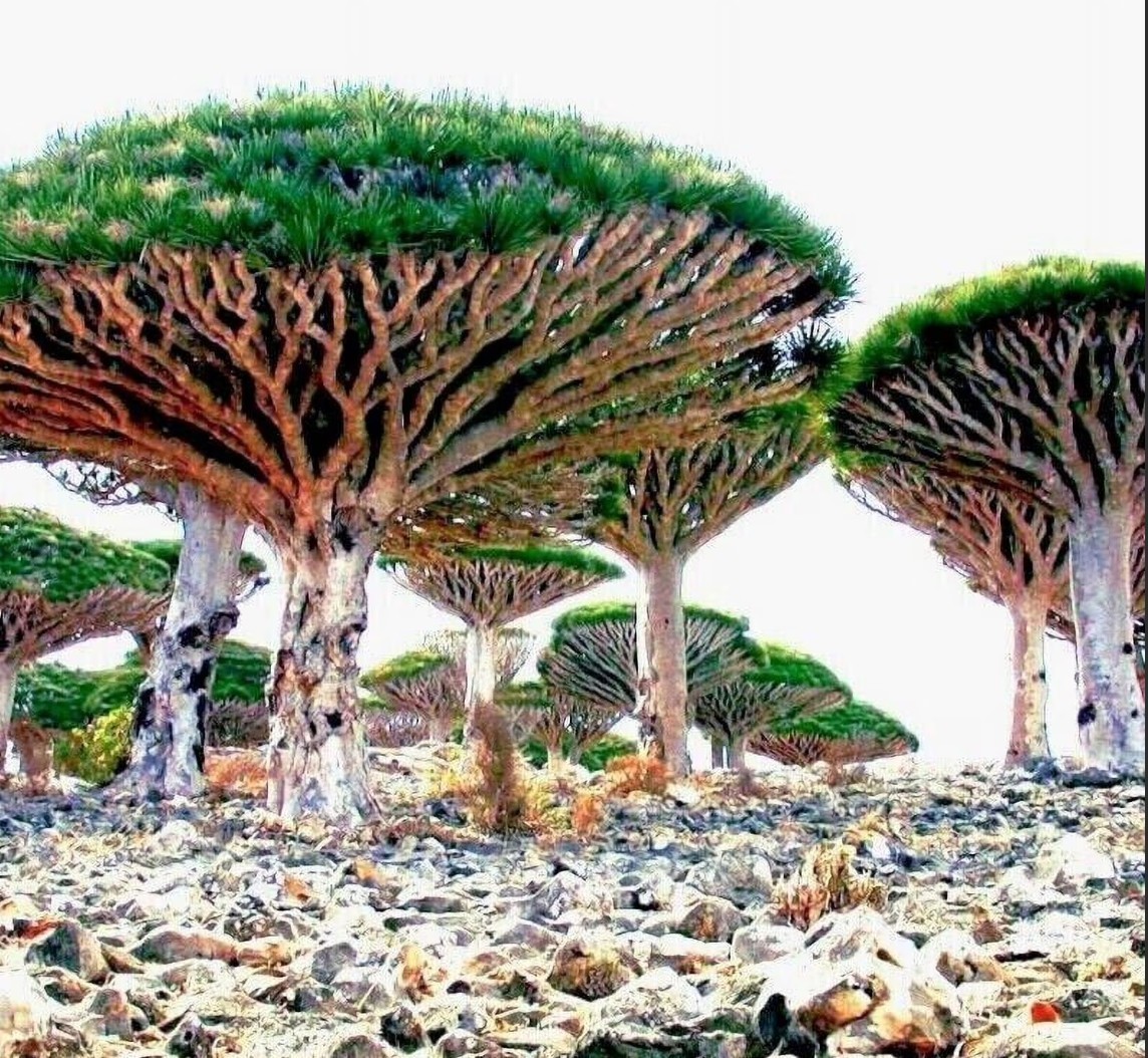 Dragon’s Blood Tree Seeds (Dracaena draco) Bonsai Canary Island Palm *10 Seeds