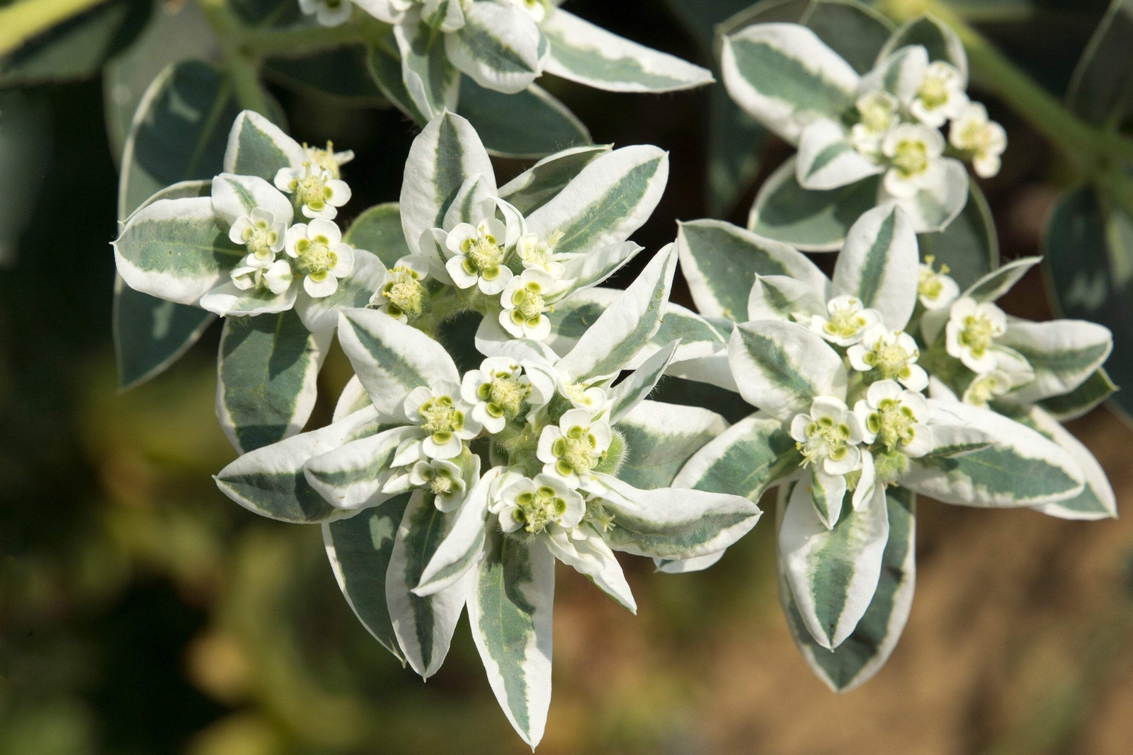 20 SNOW ON THE MOUNTAIN Euphorbia Marginata Flower Seeds *Flat S/H