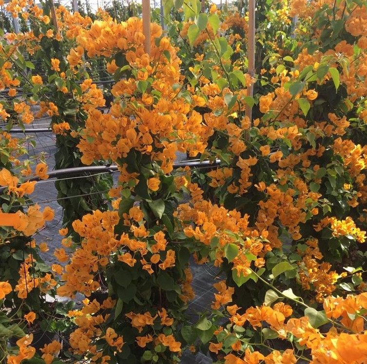Set 2 California Gold Bougainvillea Live Plants – 4-10″ Tall – Flowering Vine