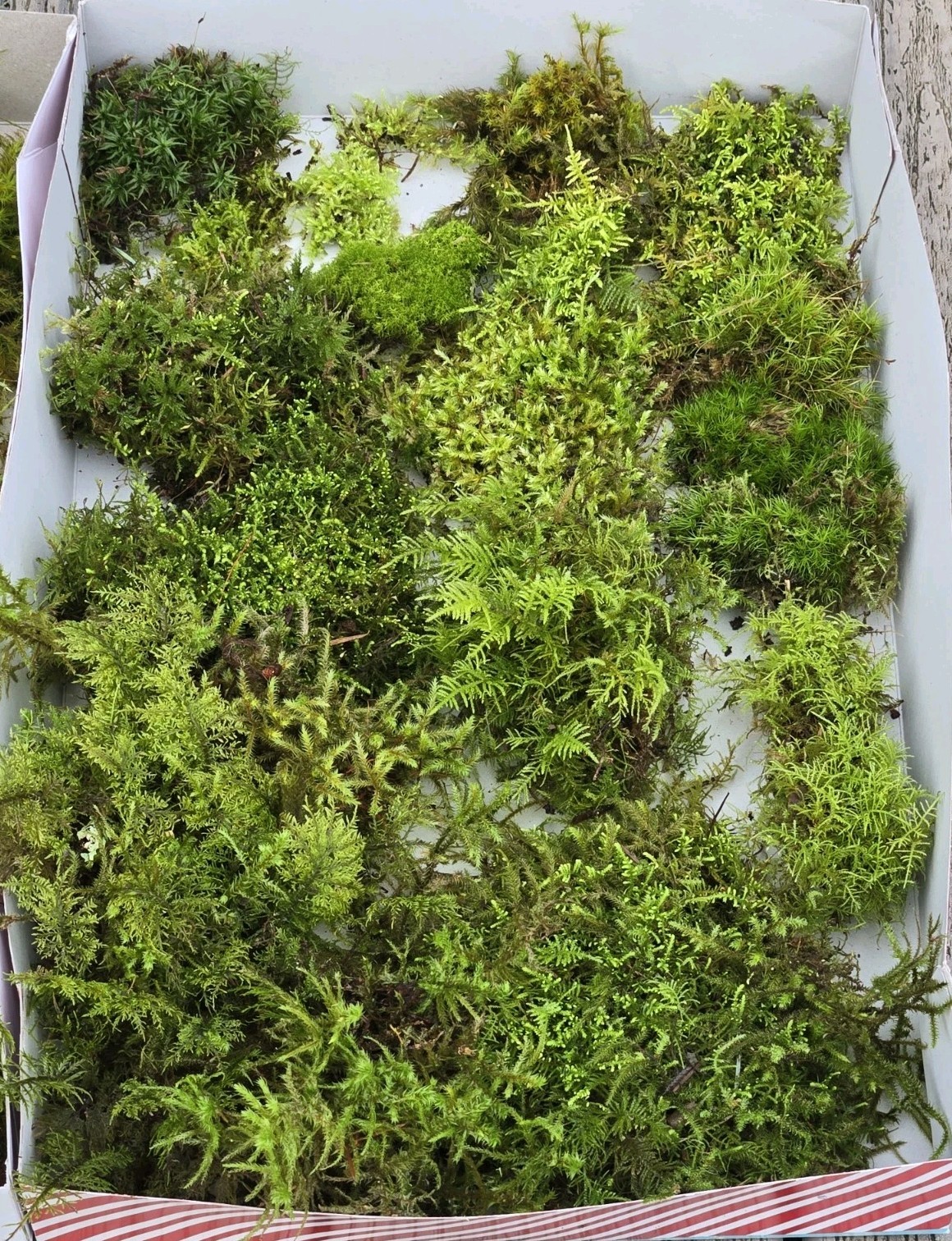 Live Fresh Moss (2) Gallon Size Bags~Terrarium Potted Plants Reptiles/Frogs