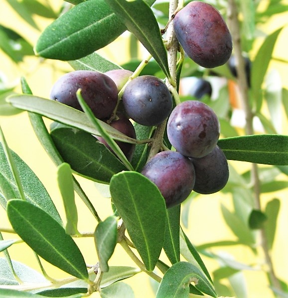 10 CANINO OLIVE TREE Olea Europaea Edible European Common Green Black Fruit Seed