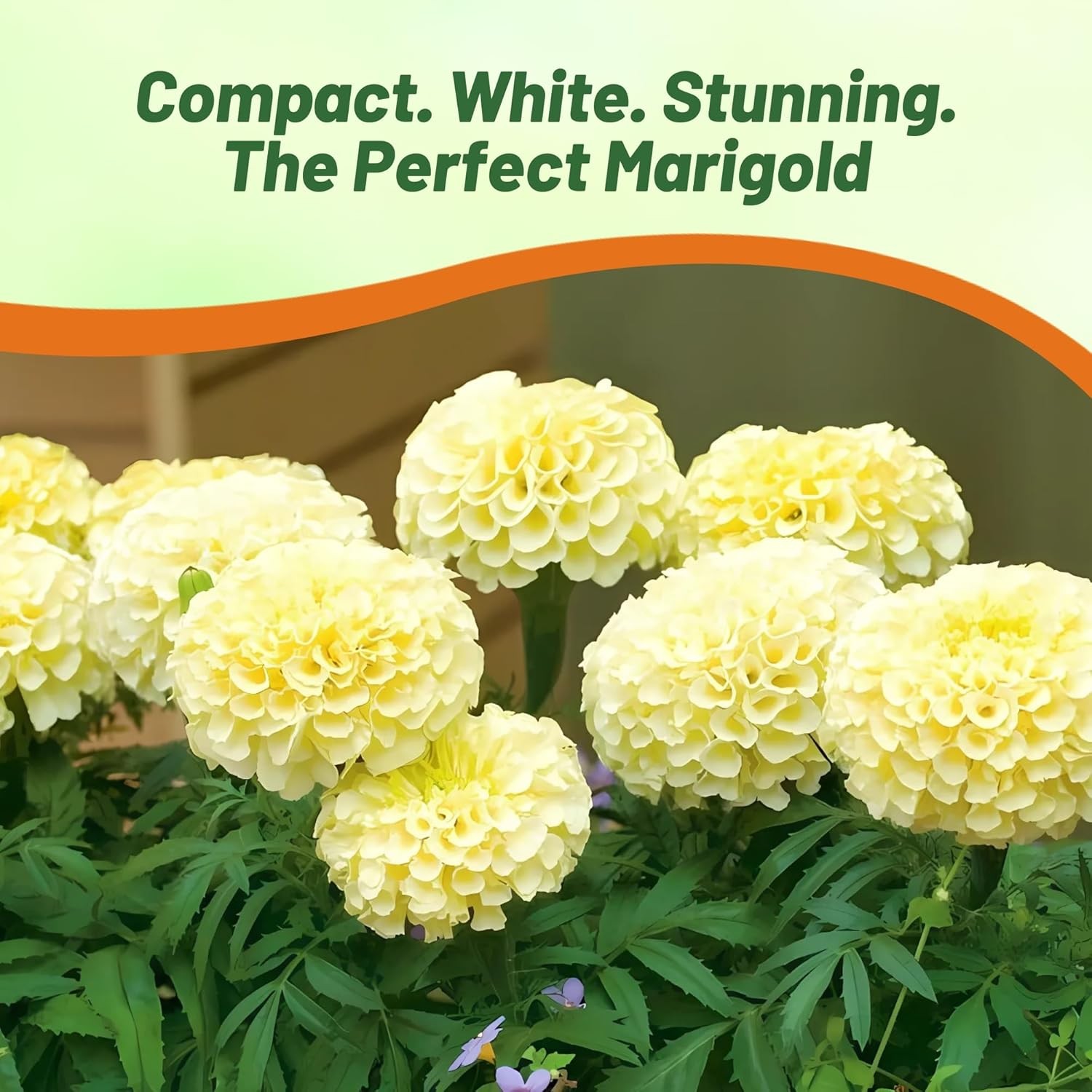 1000 Seeds Marigold Seeds – Tagetes Erecta Kilimanjaro Flower Seed