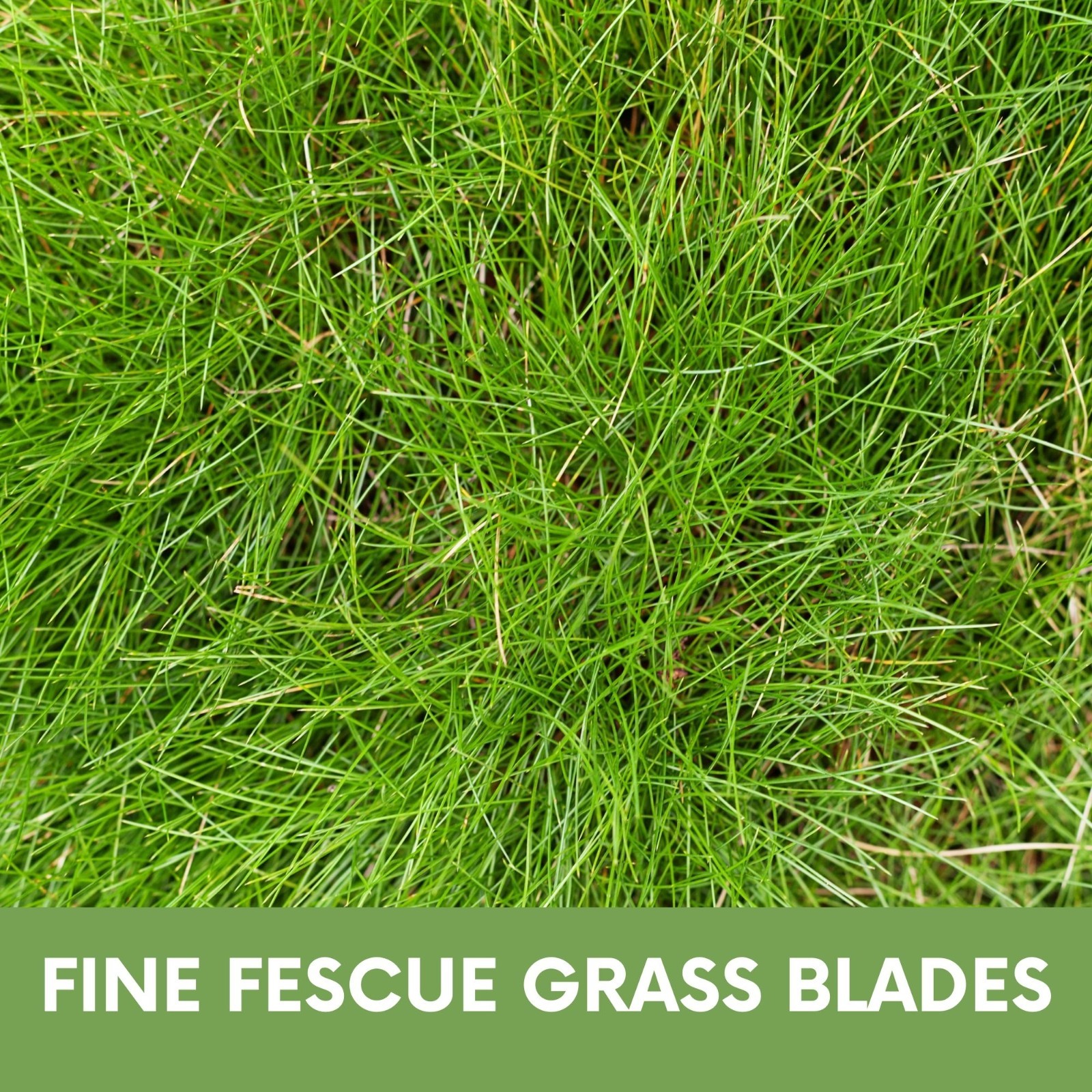 Mow Less Fine Fescue Grass Seed, Low Maintenance Lawn, Shade Tolerant