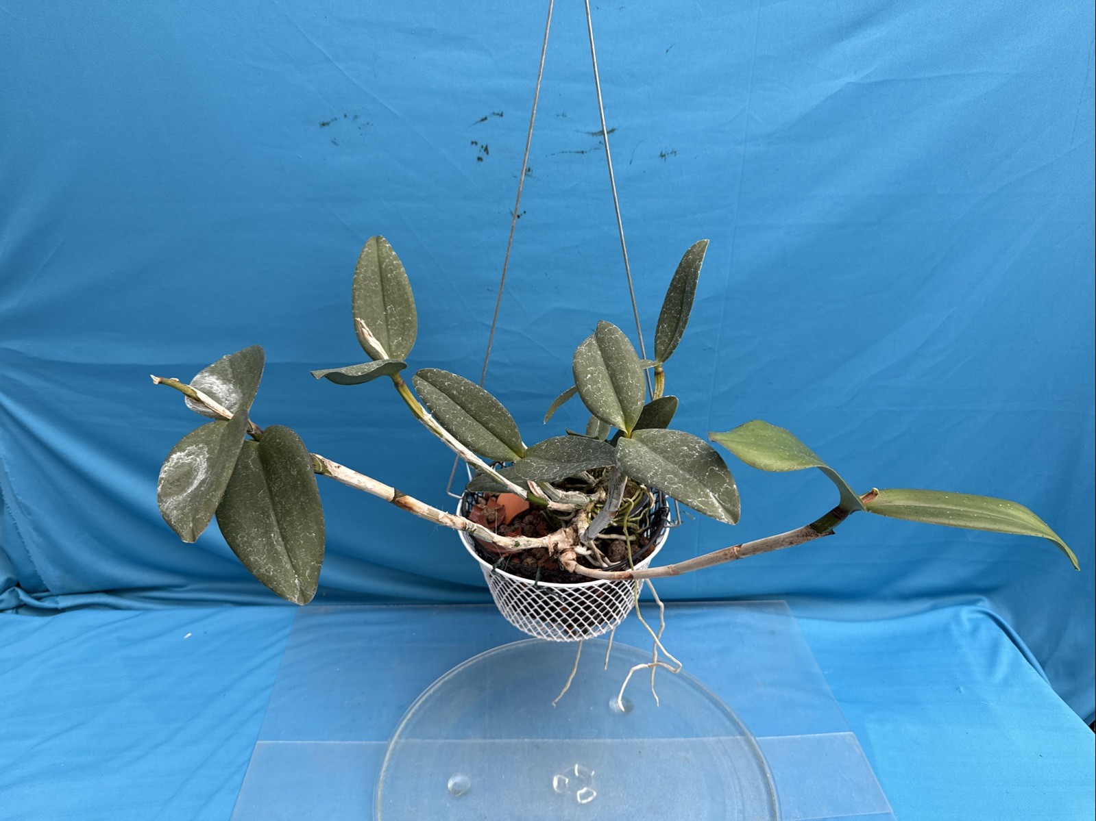 Cattleya Mareeba Tiger ‘Kylo Ren’ AM X ‘Darth Sidius’ AM Orchid Eros 9” Basket