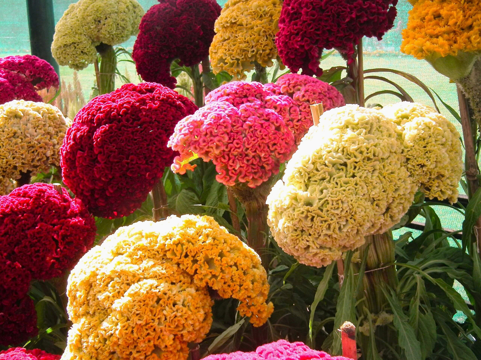 Tall Mix Crested Cockscomb Seeds – For 2026 Planting Cristata Red Pink Yellow