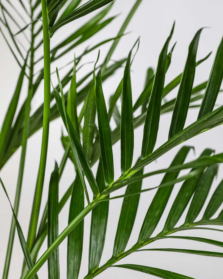 Cat Palm Tree Live Plant Tropical Indoor Chamaedorea Cataractarum 6″ Pot 20-24″H