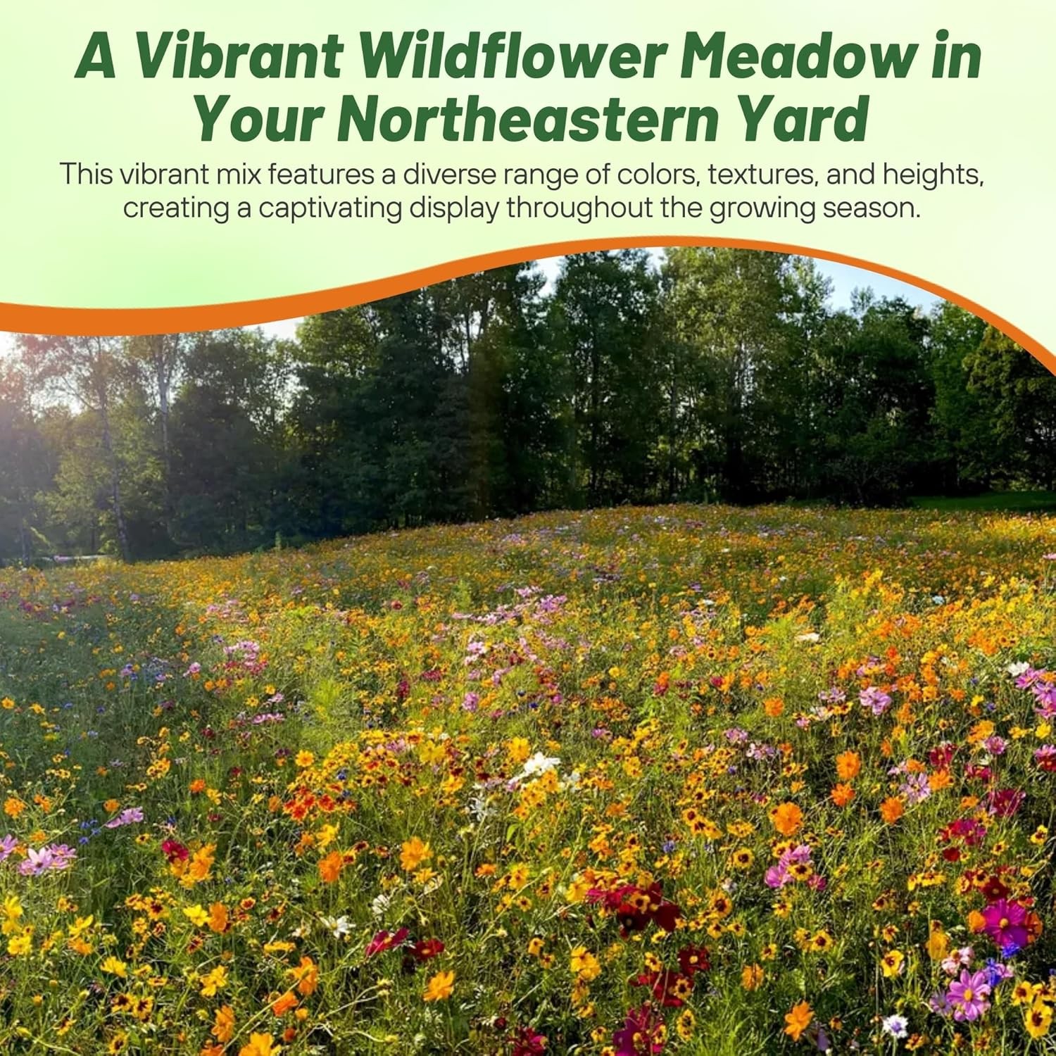 5 LBS Northeast Wildflower Seed Mix For Planting Outdoors