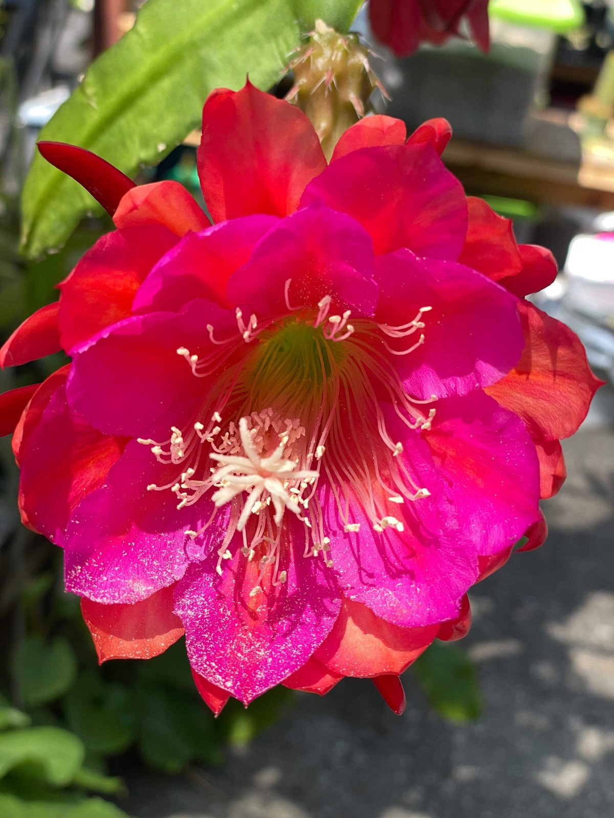 Epiphyllum Hybrid ‘Appeal’ Fully-Rooted Starter Pot –