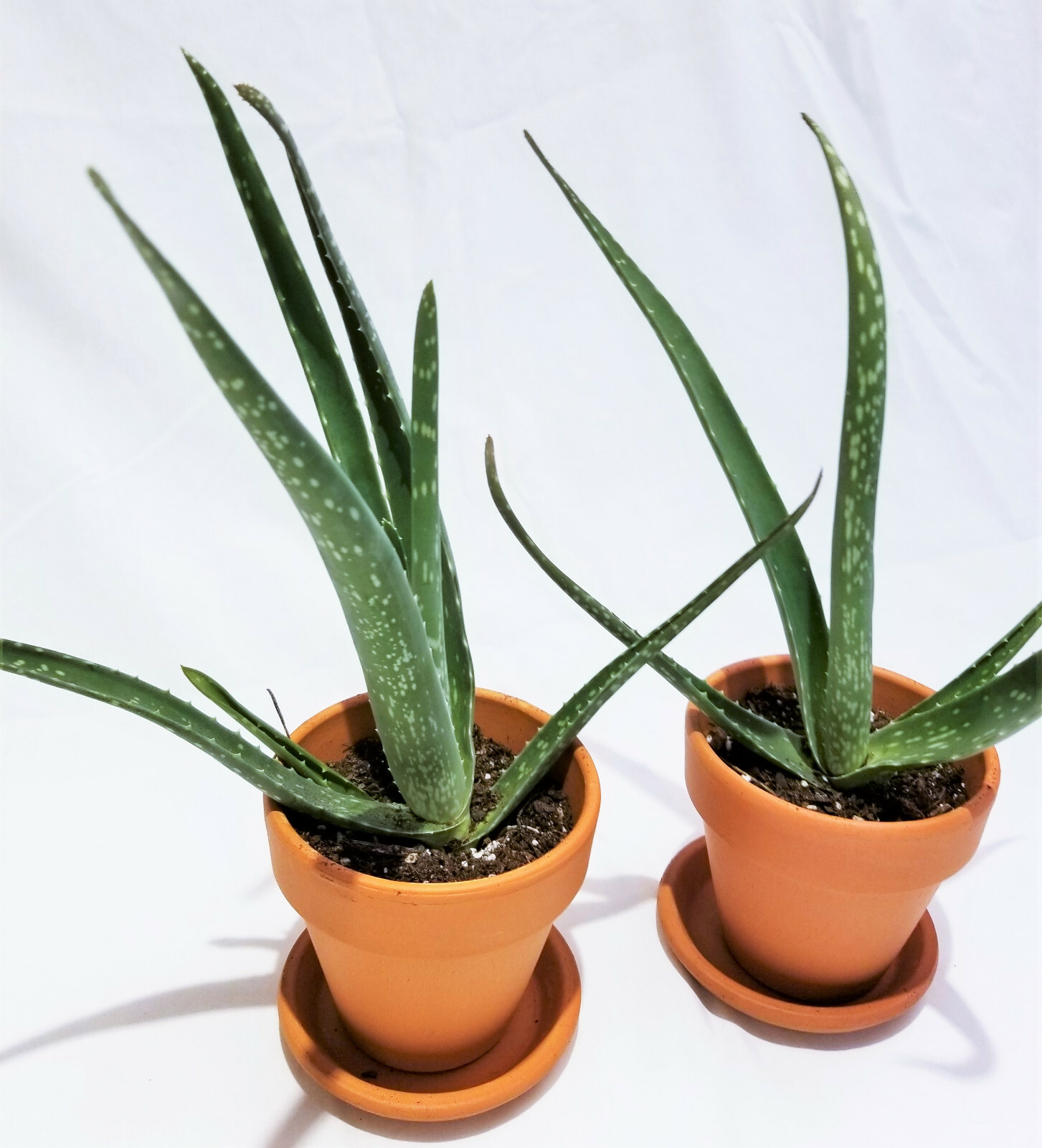 Set of 4, 4″-8″ Organic Aloe Vera Succulent Plants, Homeopathic Herbal Medicinal