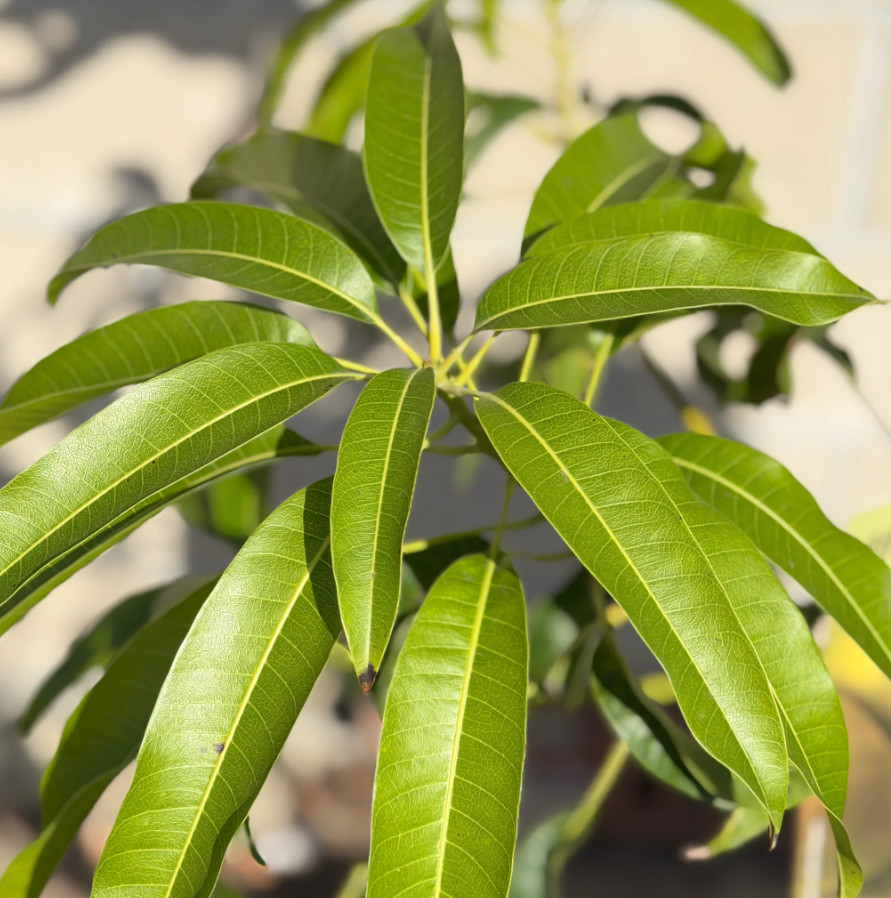 Live Alphonso Mango Plant, 3 Gal Pot, 2–3 Ft Tall, No Ship to CA, HI, PR, GU, AK