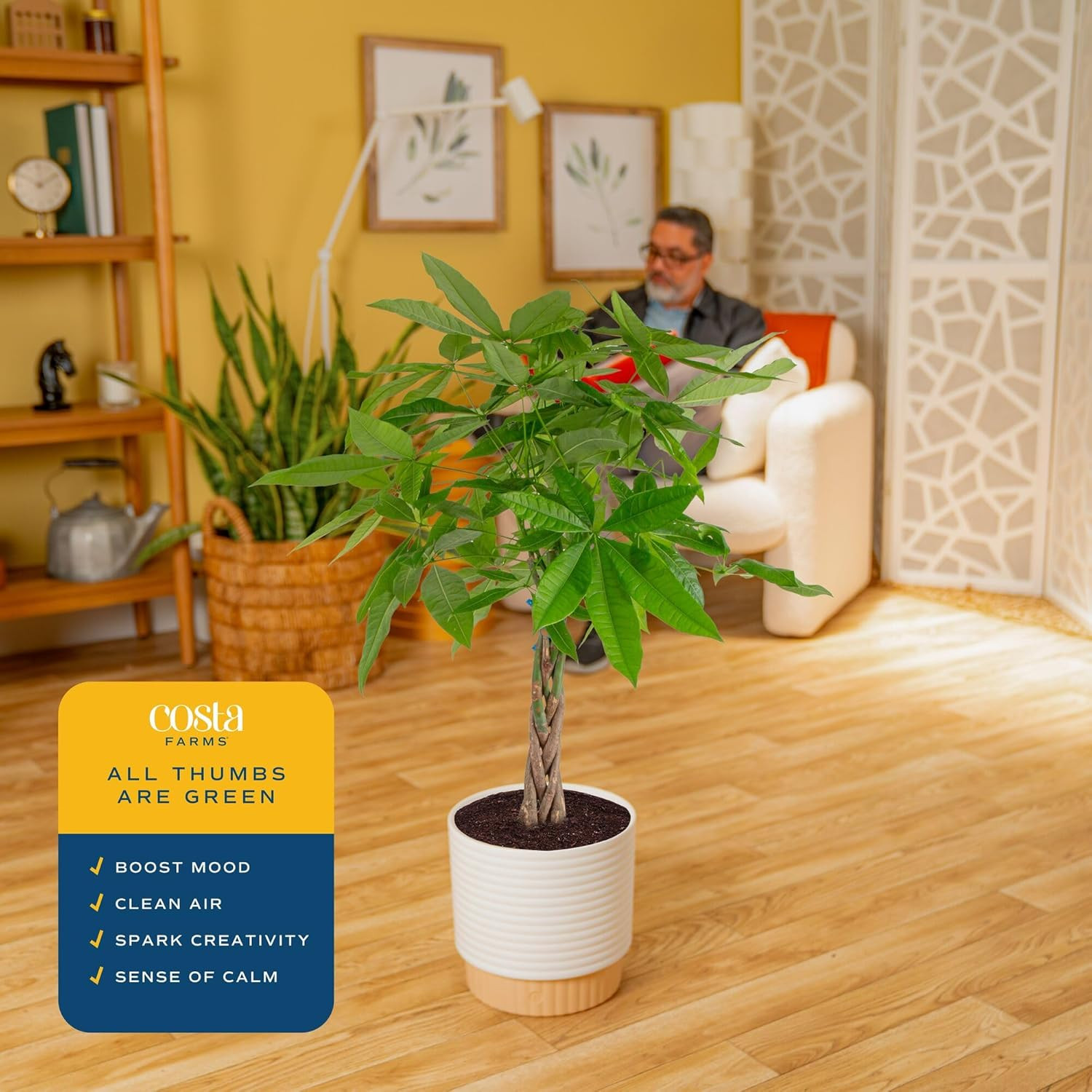 Costa Farms Live Money Tree (Pachira Aquatica), 3-4 Feet Tall, Large Indoor Plan