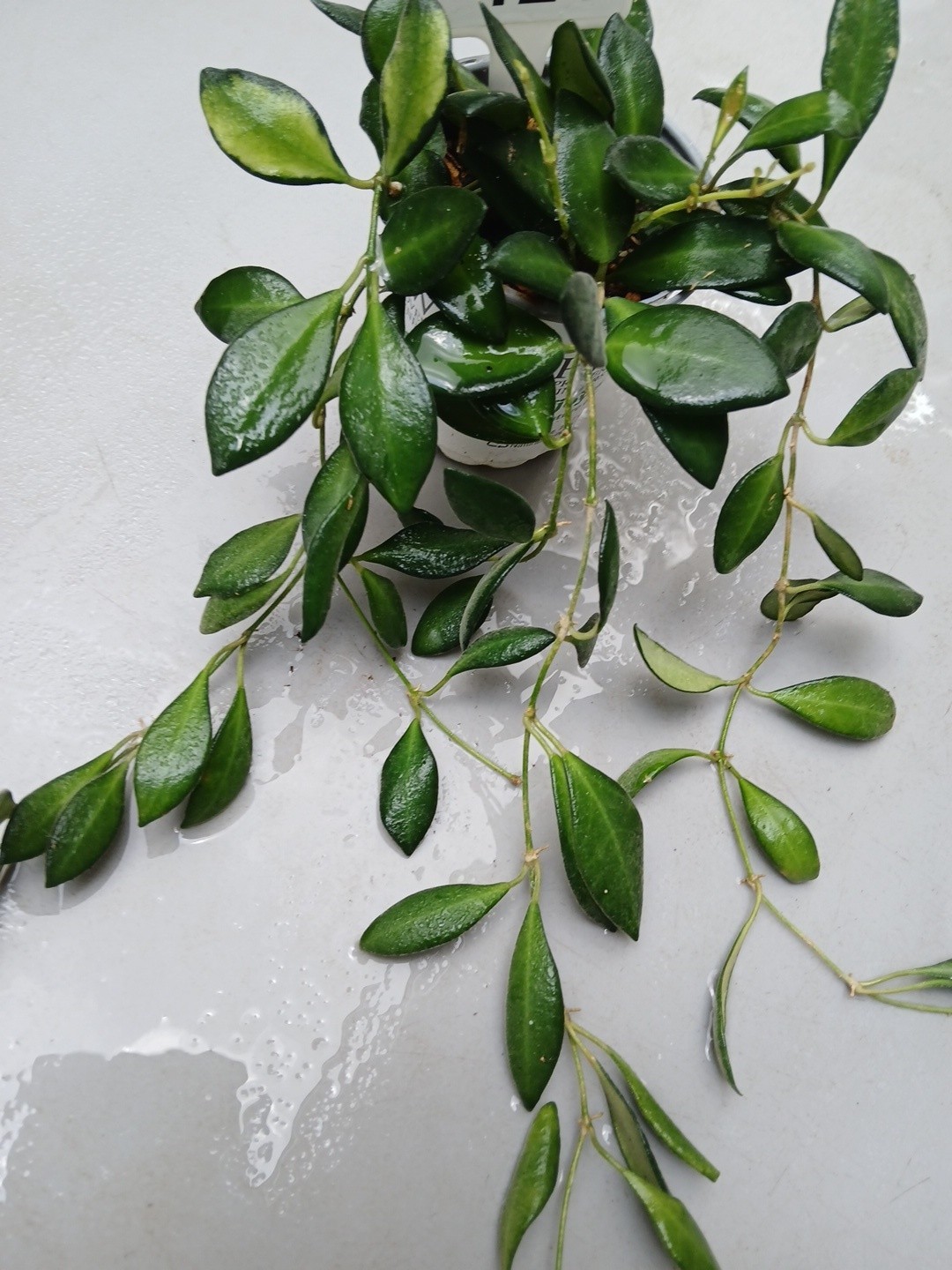 #124- HOYA BURTONIAE VARIEGATED LIVE PLANTS, FULL POT PLANTS,