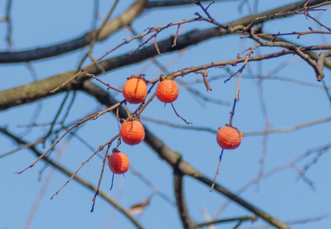 Live American Persimmon Tree – Diospyros virginiana – Fruiting Tree in 4″ Pot