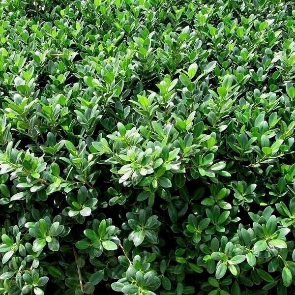 Green Island Ficus | Live Plants | Ficus Microcarpa | Lush Indoor/Outdoor…
