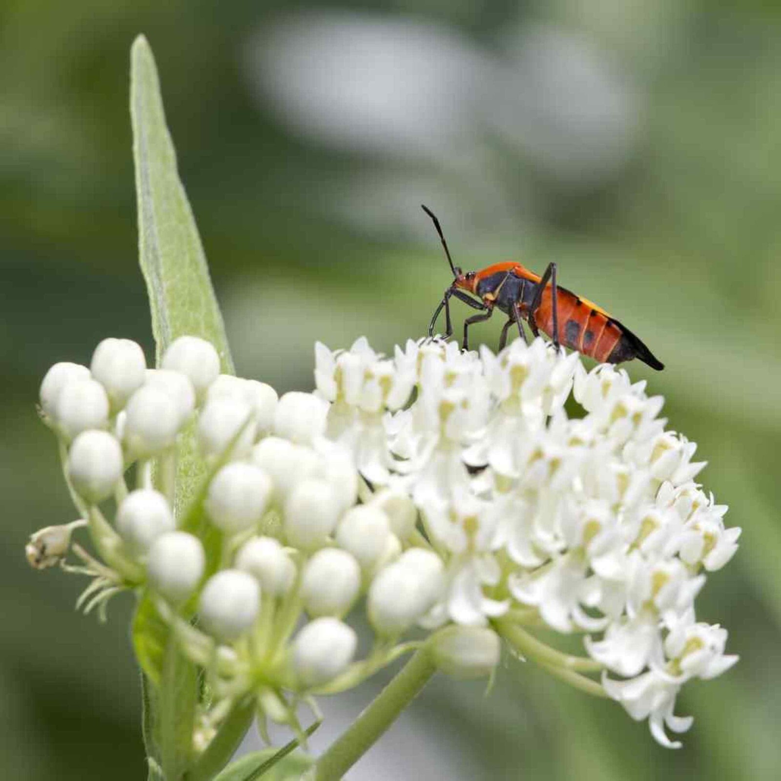 Butterfly Weed White – Ice Ballet – 20 Seeds – Vanilla Scented – Milkweed