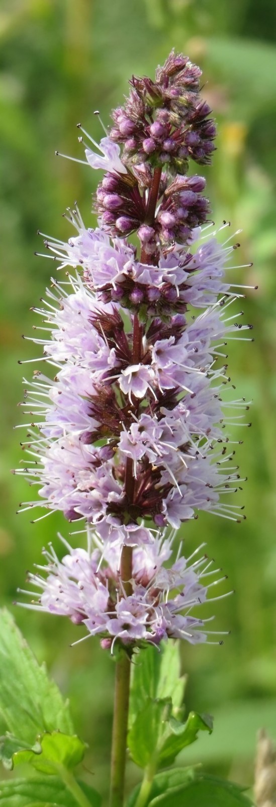 Spearmint SEEDS (Mentha spicata)