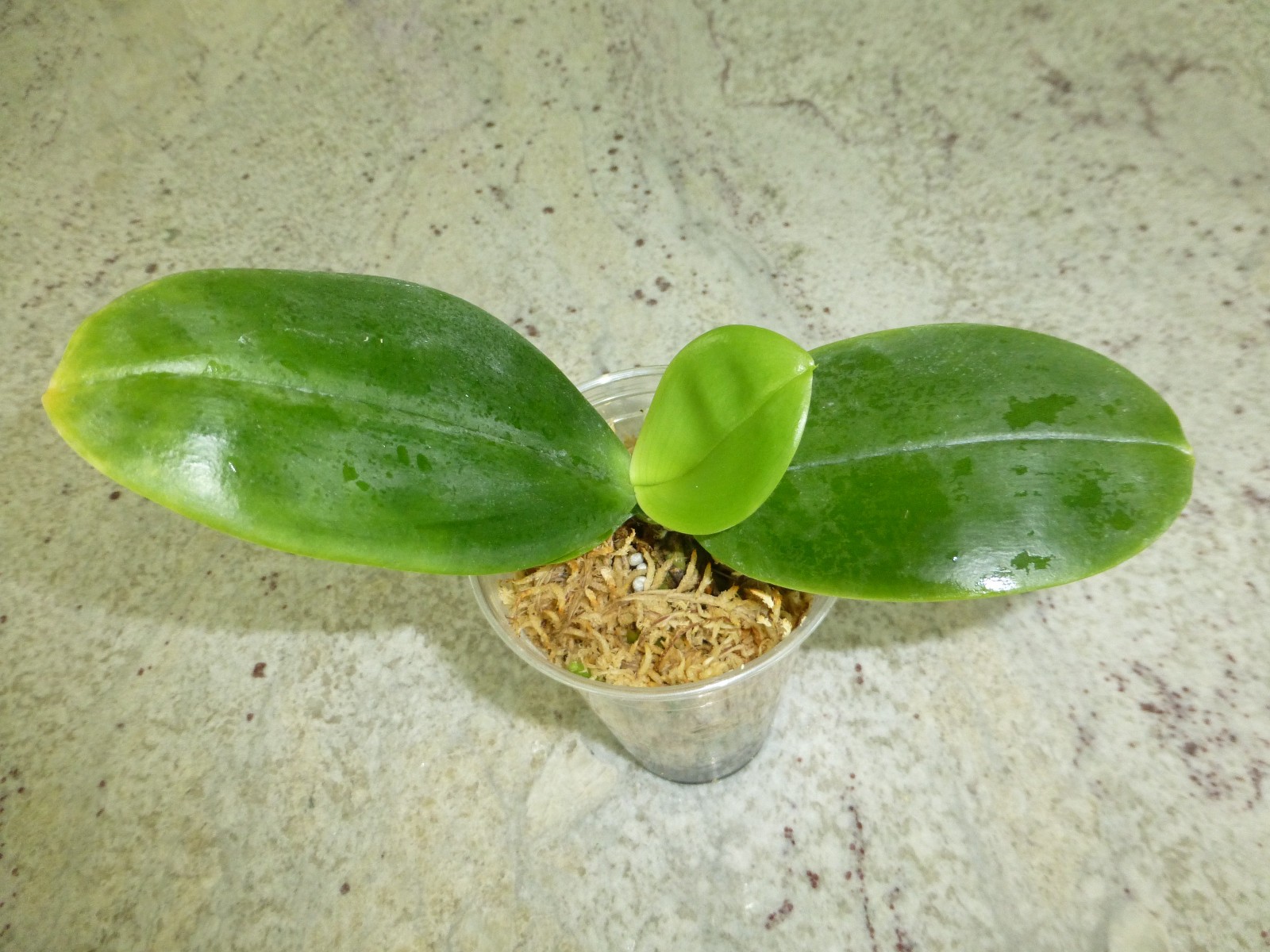 Fragrant Orchid Phalaenopsis Phal LD’s Bear King ‘6S44’ Red Novelty In 3.5″ Pot