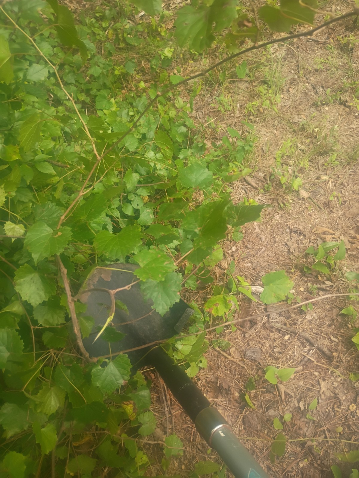 10 Pounds of Muscadine Vines Live Plants Grape Fruit Trellis Wine Garden Home