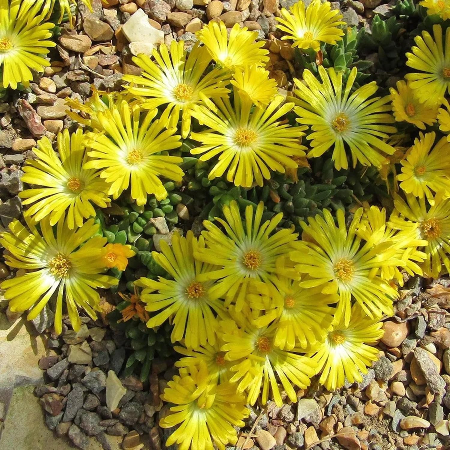 6000+ Mix Ice Plant Seeds for Planting – Non GMO & Heirloom Carpet Ground Cover