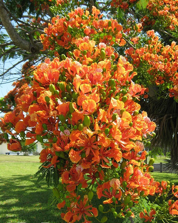 15 Golden Orange Royal Poinciana Tree Seeds Delonix regia