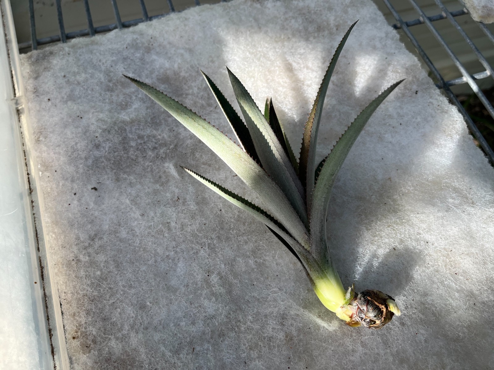 Abacaxi Pineapple Plant 4-12 inch range Bare Root No Root Slip Sucker Pup Live