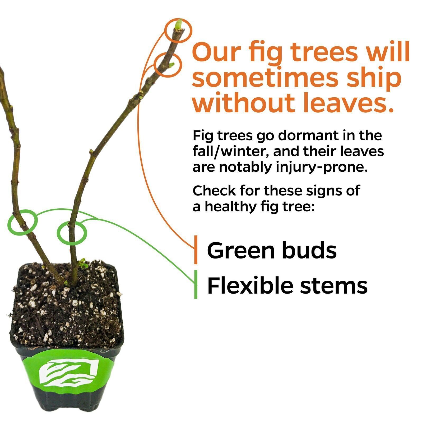 Violette de Bordeaux Fig – Ficus carica – Live Plant