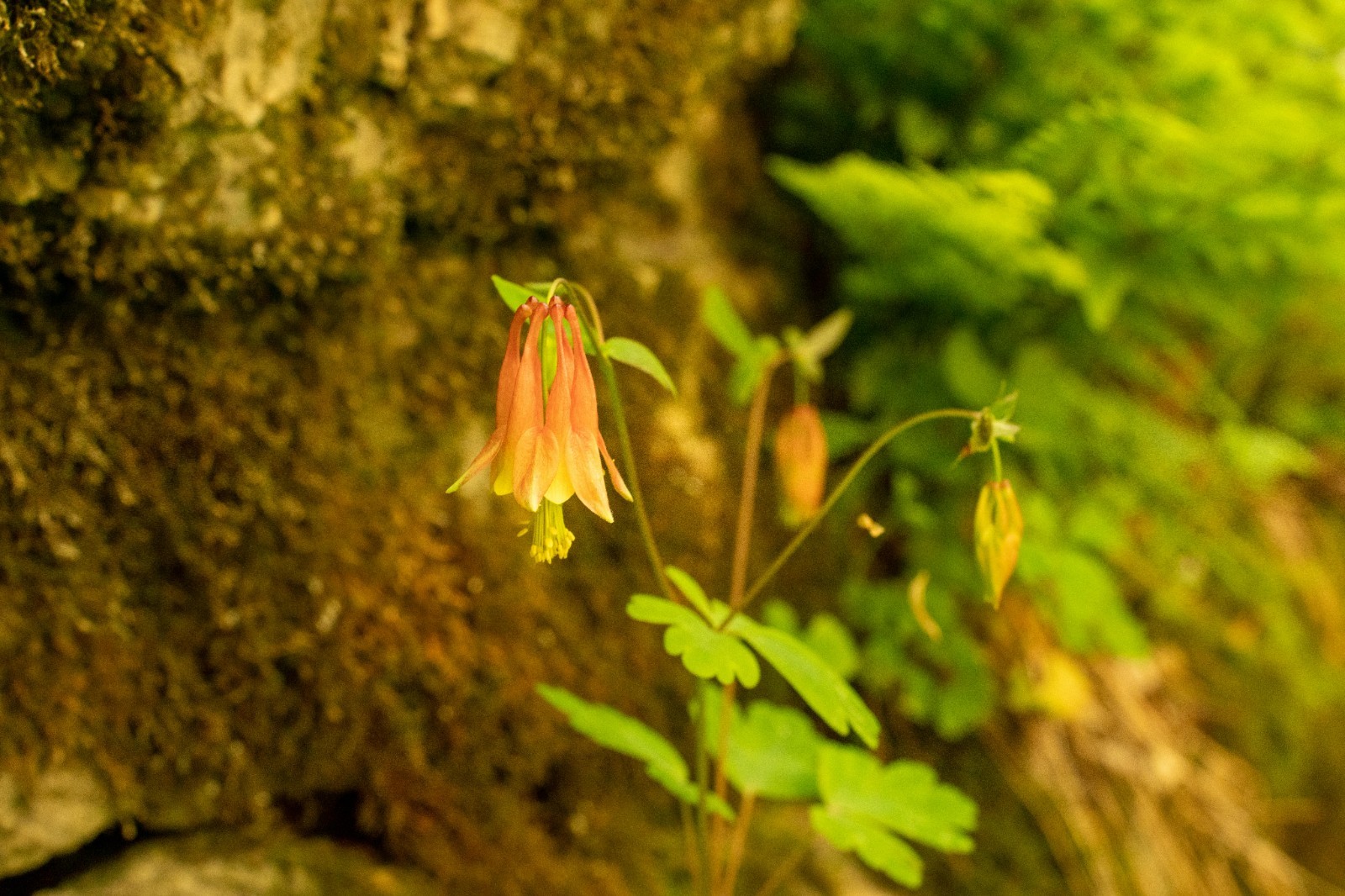 Eastern Red Columbine | Midwest Flora | Wild Columbine