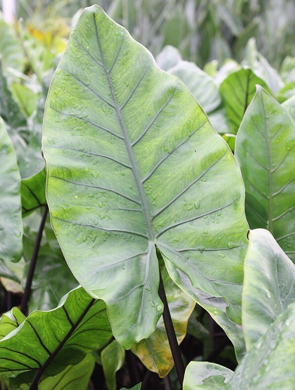Alocasia Macrorrhiza Black Stem Elephant Ear 3″ Pot Live Plants Outdoor Garden