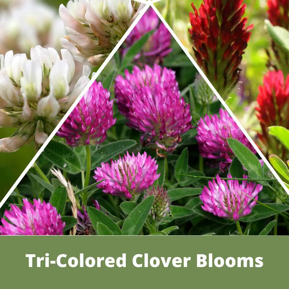 Tricolor Clover Flower Lawn Seed Kit, Easy Spread Shaker, Low Mnt, Alternative G