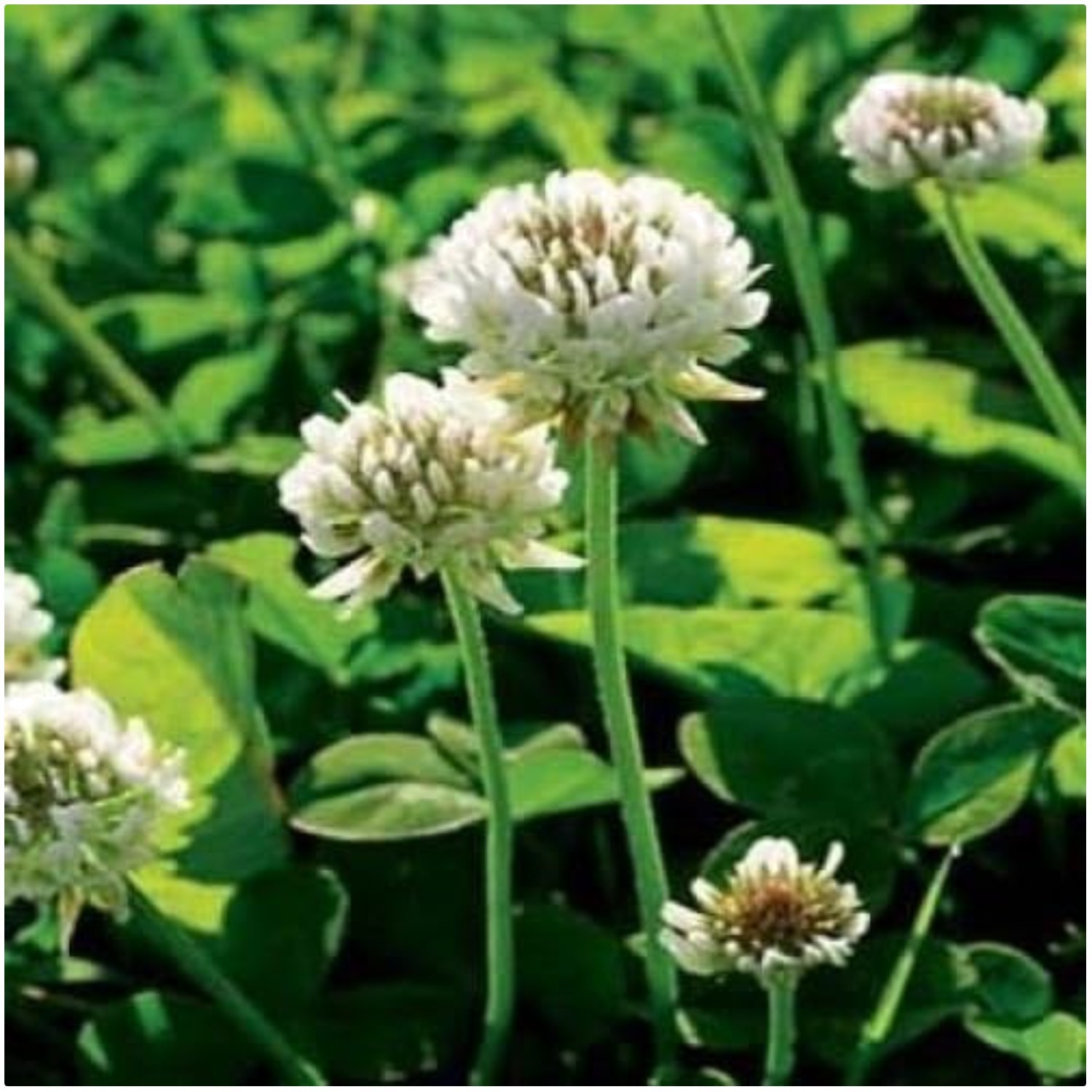 2 lb Perennial White Clover Seed for Lawn & Ground Cover – Attracts Pollinators