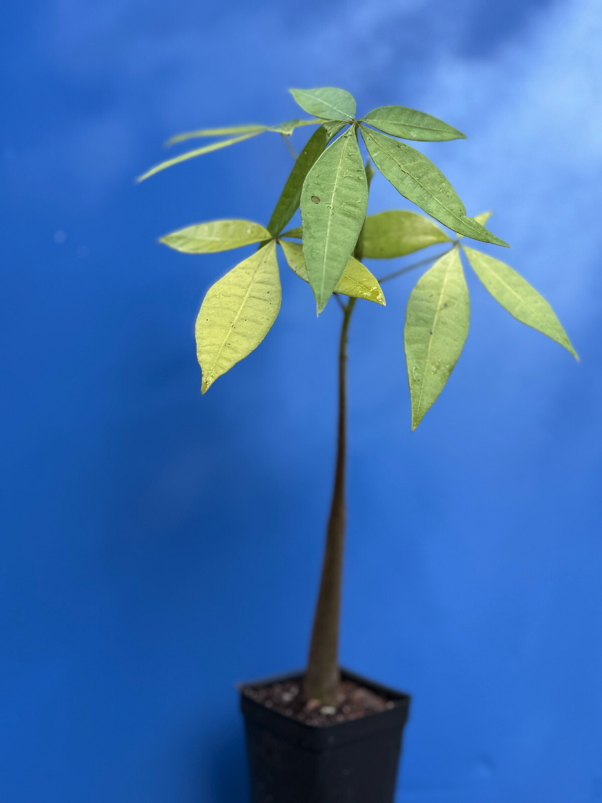 MONEY TREE Pachira aquatica, seed grow indoor bonsai Caudiciform caudex plant 4″