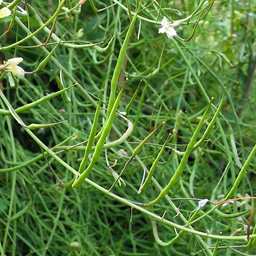 Fresh Rat Tail Radish Seeds | Radish | Heirloom Non-GMO | Asian Vegetables