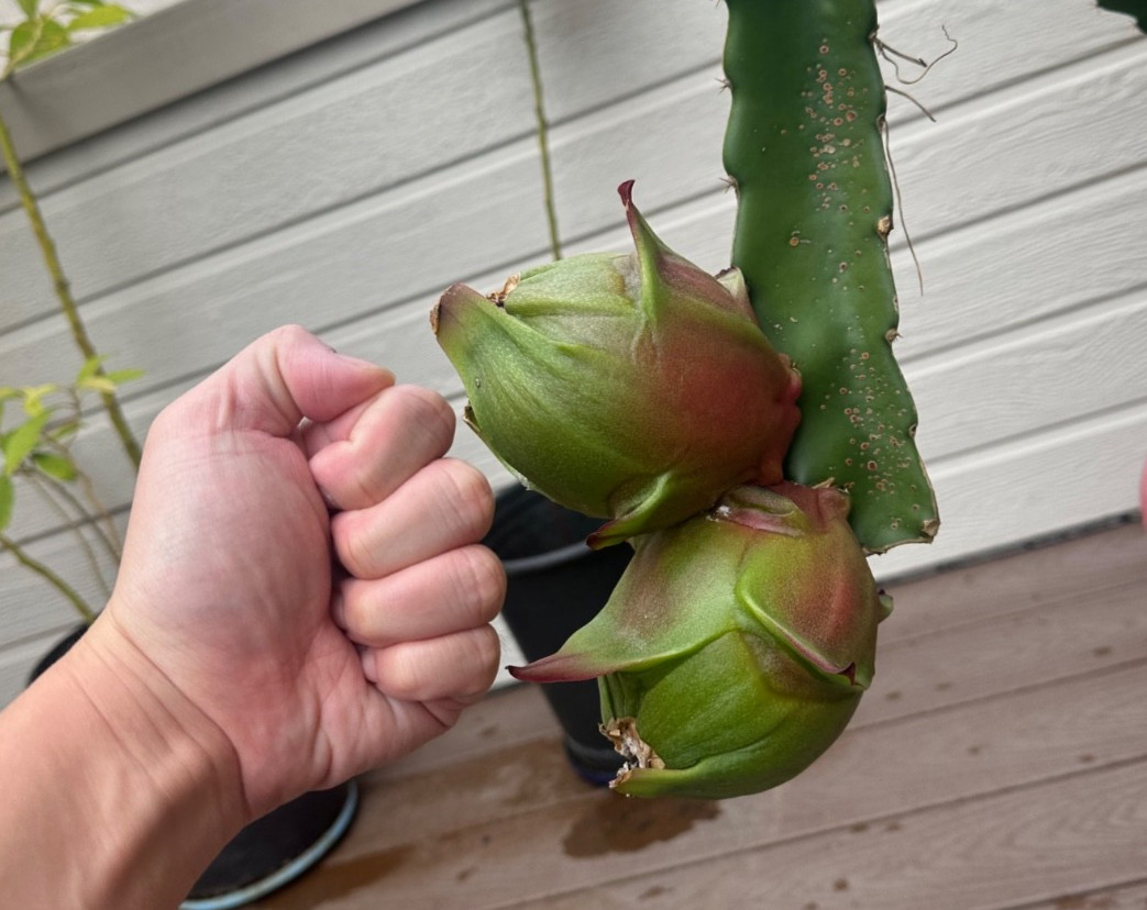 5 ct Dragon Fruit Cuttings 8-12 inches, Guaranteed Red Fruits, FREE Training