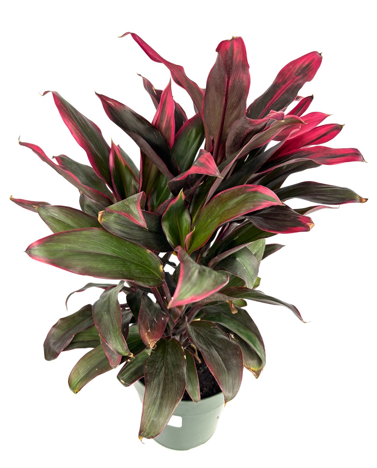 Cordyline Red Hawaiian Ti Plant 18-24″ Tall Variegated Houseplant, 6” Pot