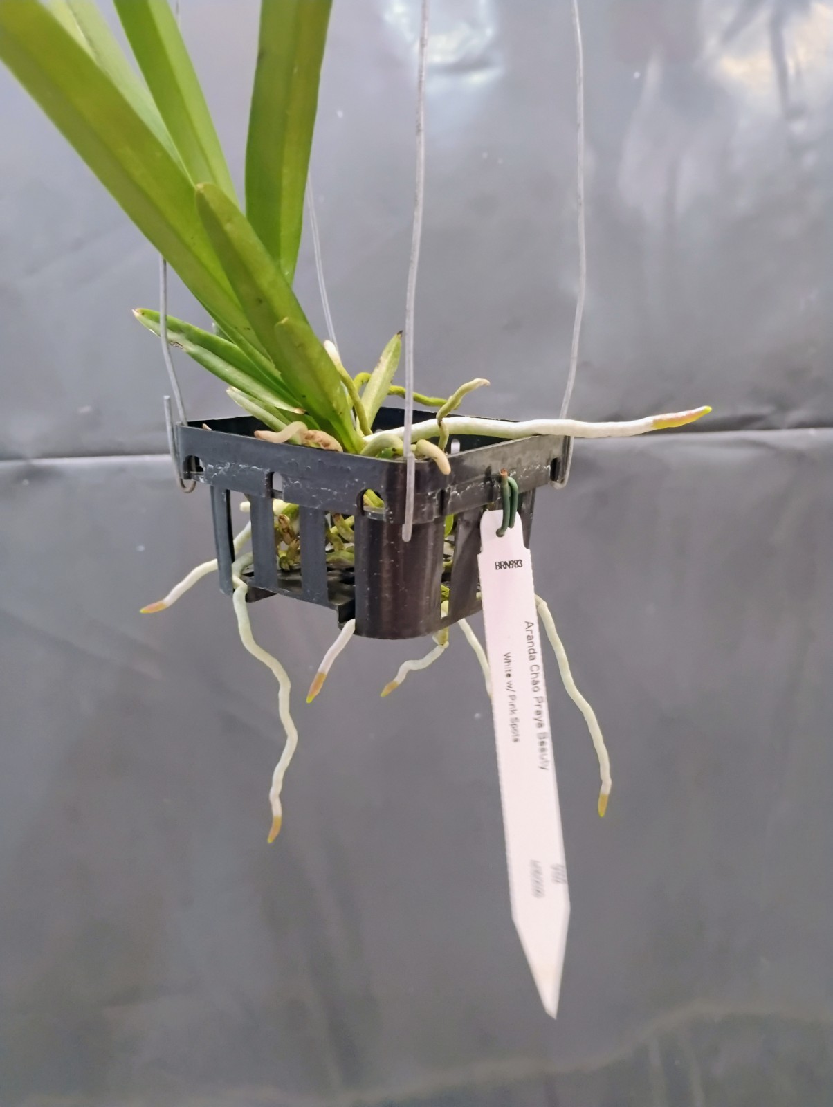 Vanda Orchid – Aranda Chao Praya Beauty