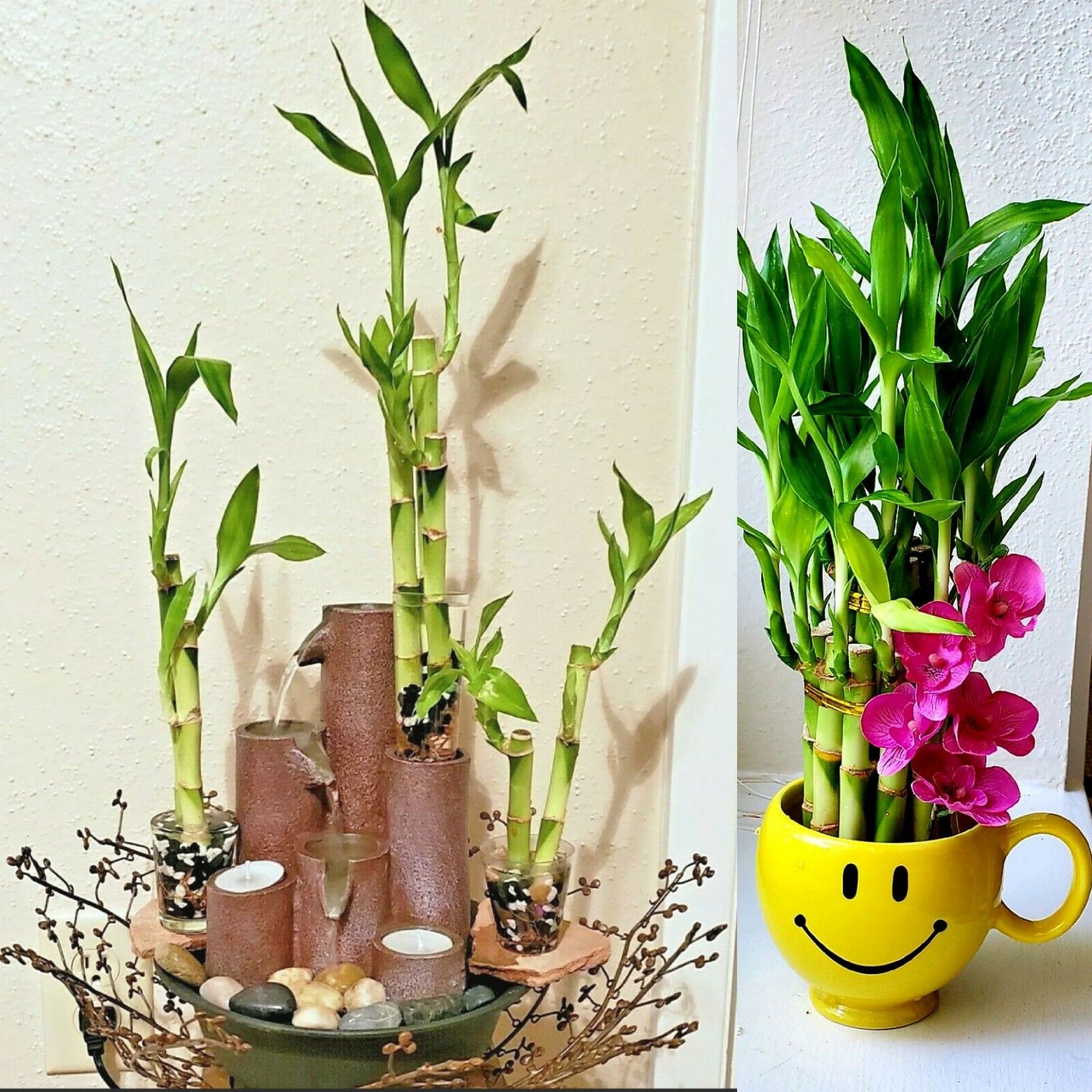 6 Lucky Bamboo Stalks Rooted Plants – 4″, 6″, 8″ Feng Shui, Perennial, GIFT