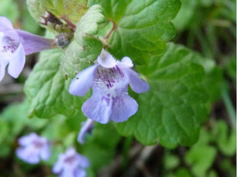 Creeping Charlie Plant Evergreen GROUND IVY Glechoma Hederacea live vine plant