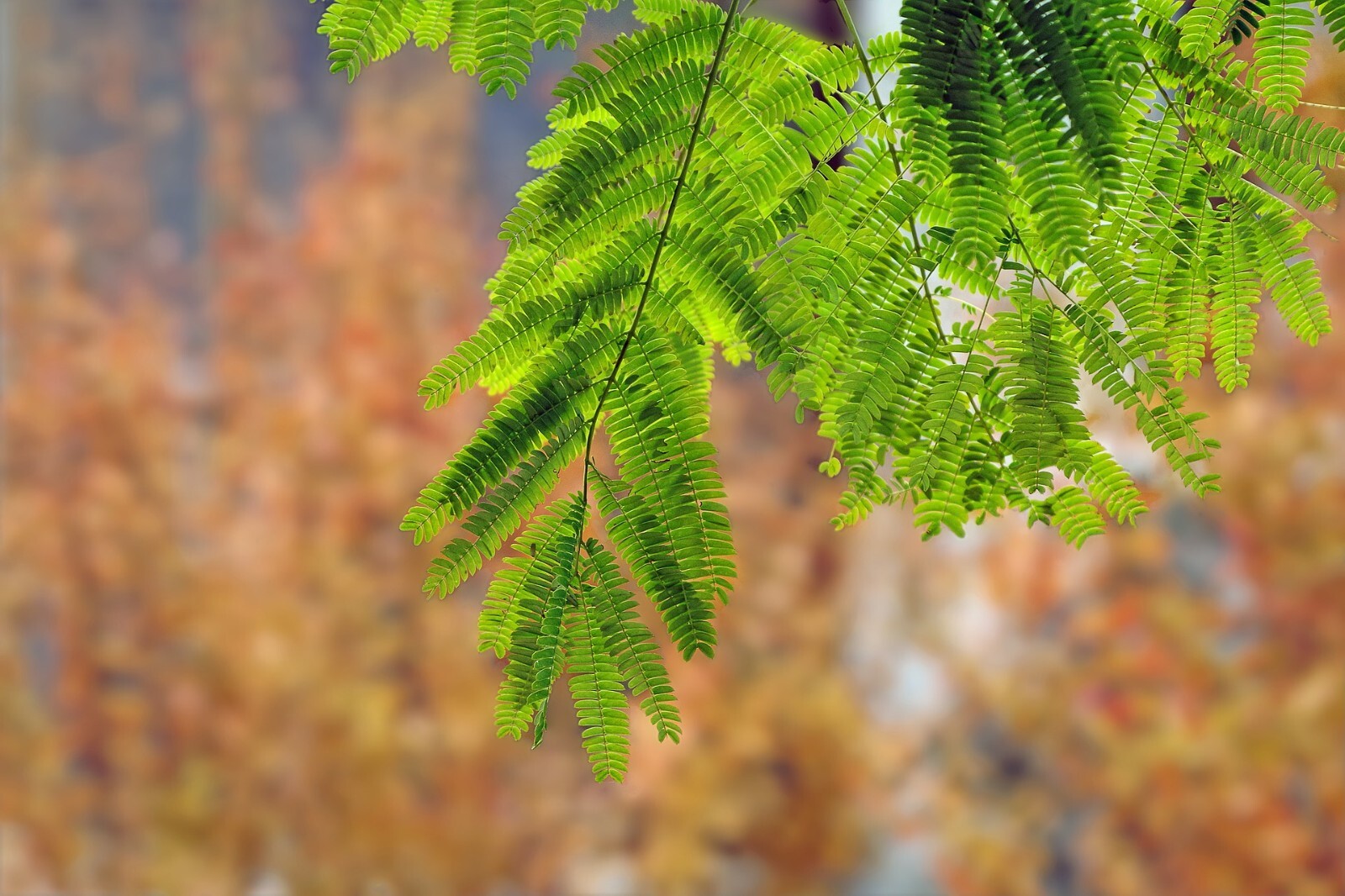 10 SEEDS -Umbrella Thorn Tree Seed -See Description -Acacia planifrons Seed Pack