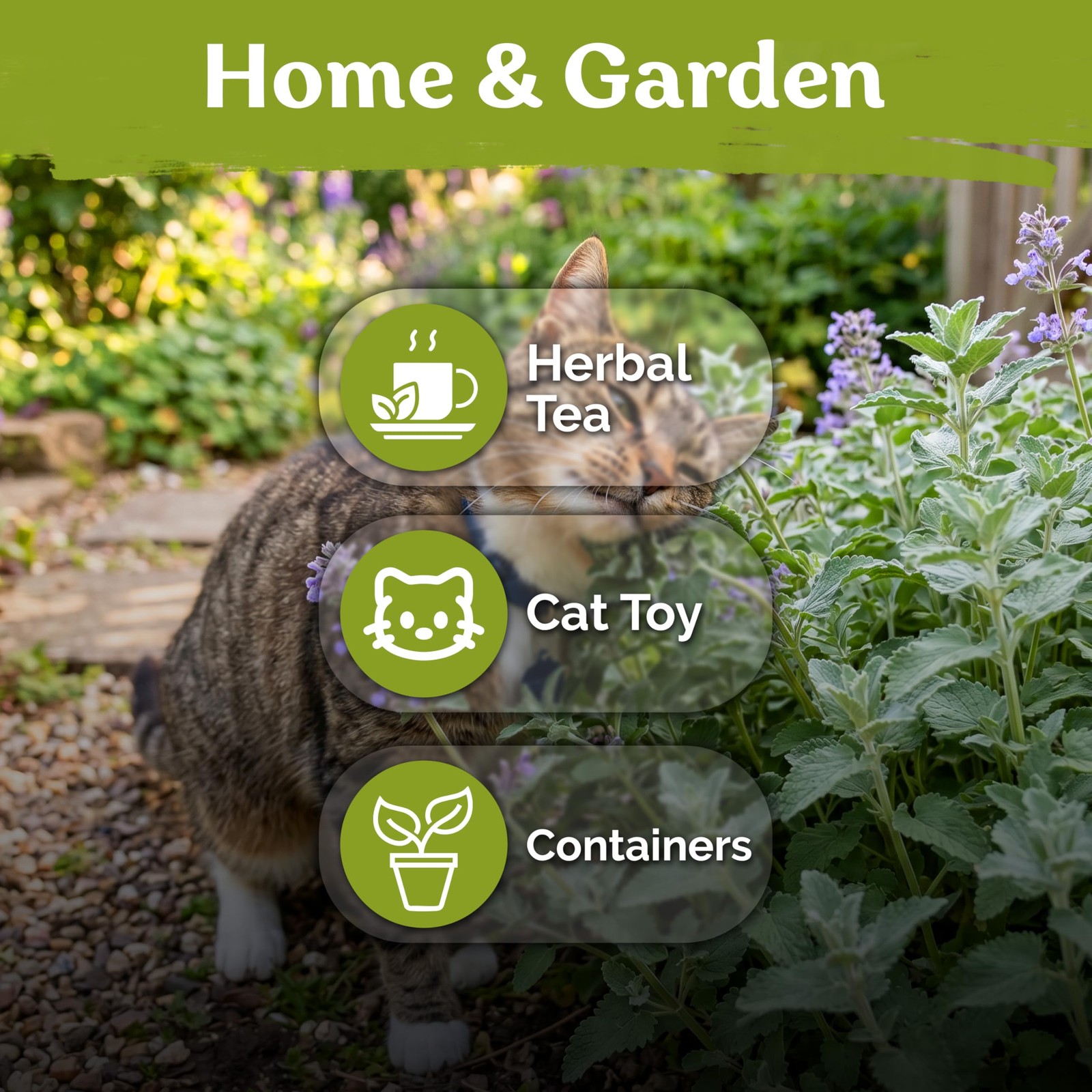KVITER 3000 Catnip Seeds (Nepeta Cataria)